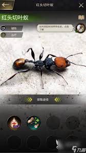 橡子屋游戏切叶蚁事件触发技巧：详解使用放大镜道具观察昆虫的步骤